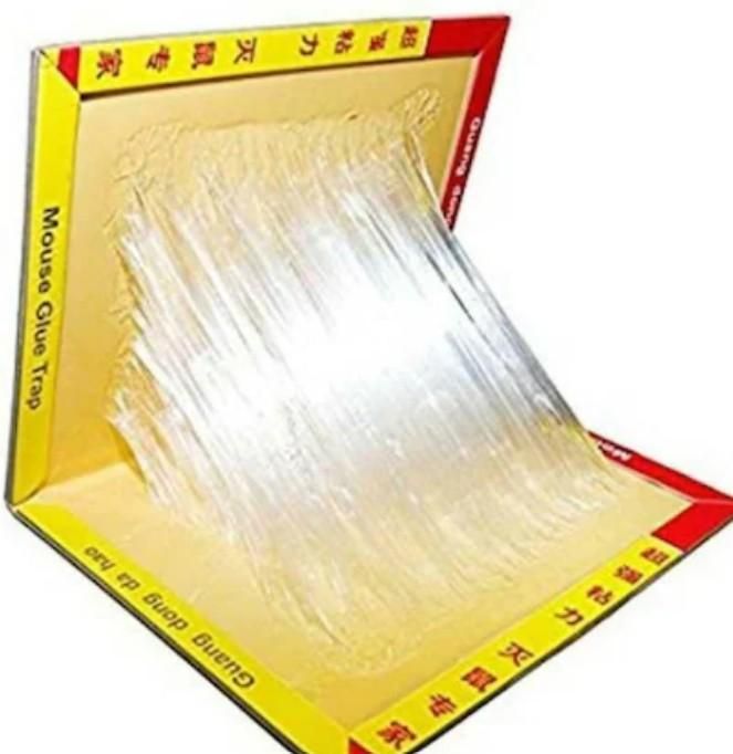 Mouse-Rat Trap Pad Glue